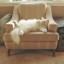 cat armchair