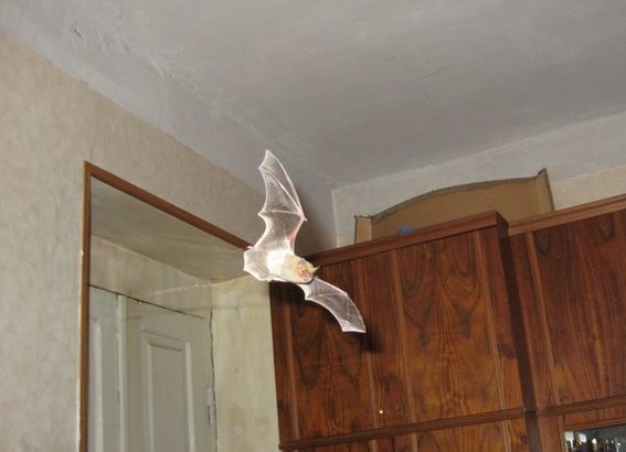 Bat in room