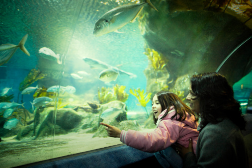 an Aquarium