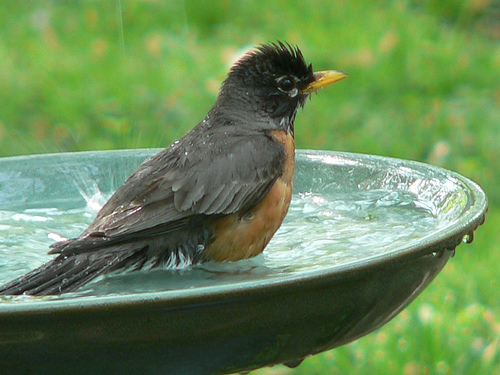 Birdbath