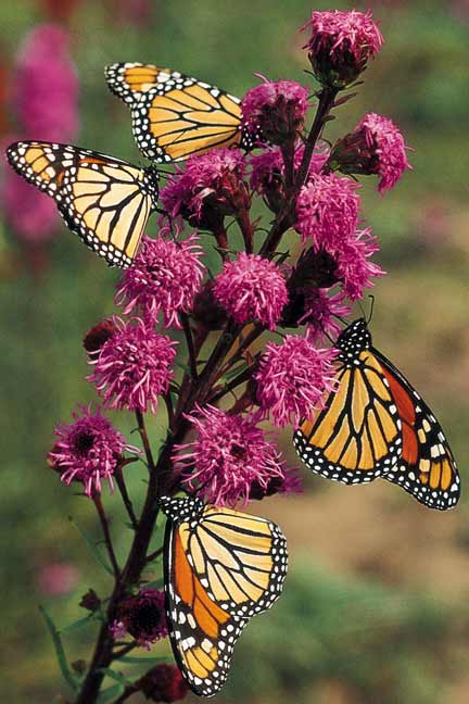 Butterfly Garden