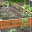 Fertilize a Vegetable Garden