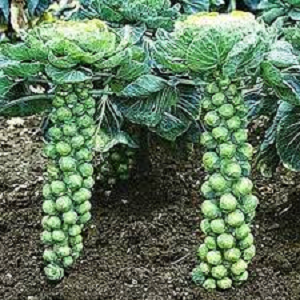 Brussels Sprouts