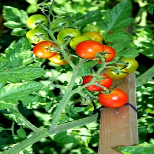 Cherry Tomatoes