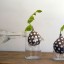 Avocado Plant from Seed