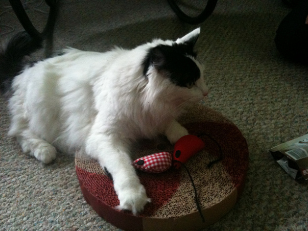 Cat playing with toys