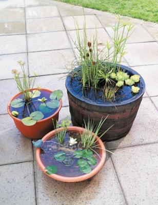 Container Water Garden