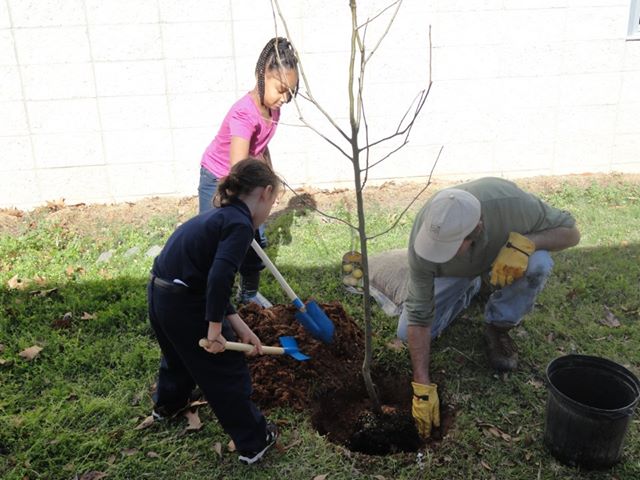 Planting a tree