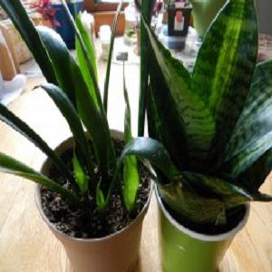 How to Propagate a Snake Plant