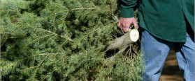Recycle a Christmas Tree