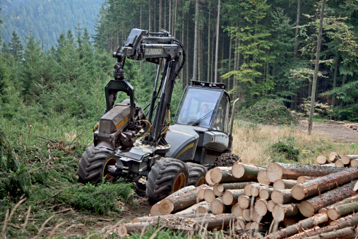 Feller buncher in forest