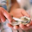 Shuck an Oyster with a Knife