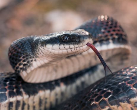 Black Rat Snake