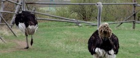 Ostrich Farming