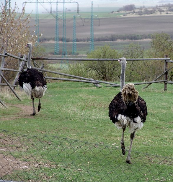 Ostrich Farming