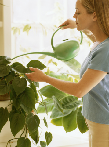 Water Houseplants While On Vacation