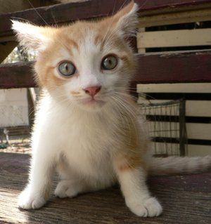 Photo of a Kitten