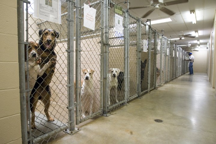 Animal shelter