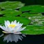 Water Lilies