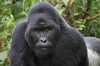 mountain gorillas of Rwanda