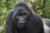 mountain gorillas of Rwanda