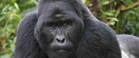mountain gorillas of Rwanda