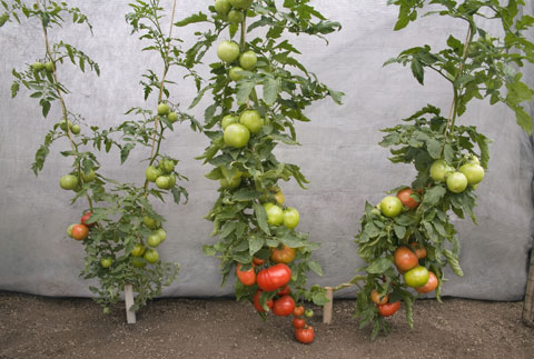 How to Grow Bigger Tomatoes at Home