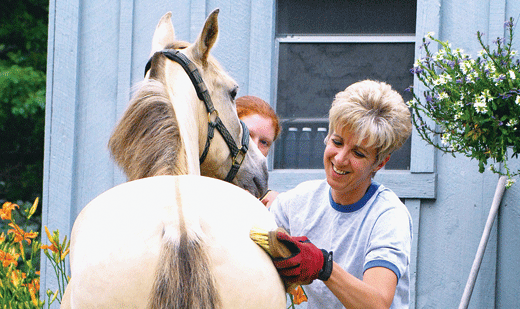 How to Groom Your Horse for a Show