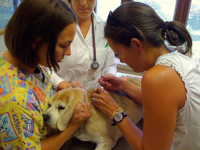 Administering Insulin to a Dog