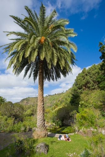 Canary Palm Tree