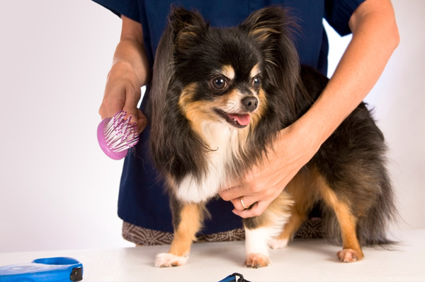 Good Dog Groomer