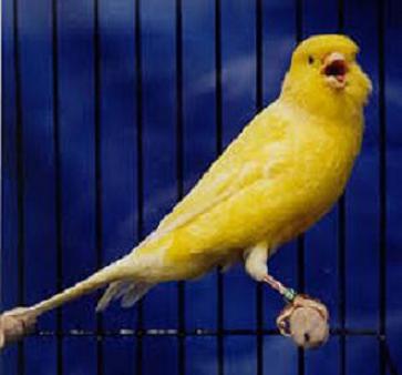 Canary Singing