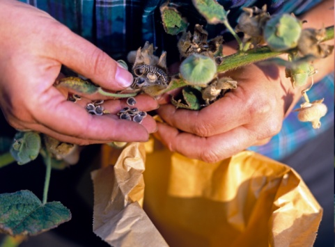 Harvest Hollyhock Seeds