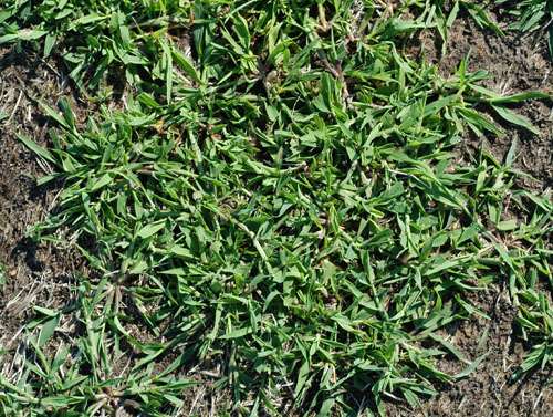 Crabgrass