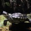 Healthy Turtle