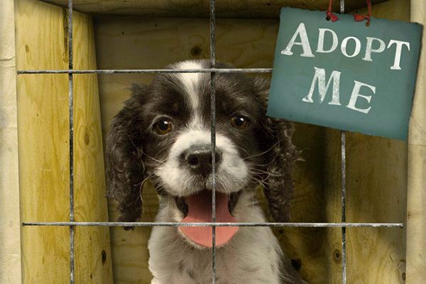Pet For Adoption