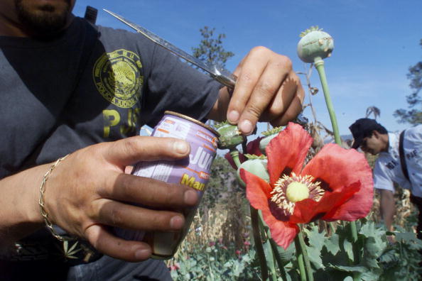 How to Become a Certified Herbalist