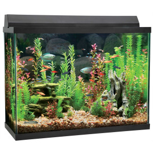 Fish Tank