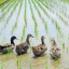 How to Grow Rice for Ducks