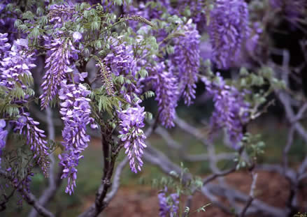 Wisteria plant