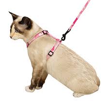 Leash Train a Cat