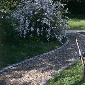 Plant Shade Garden