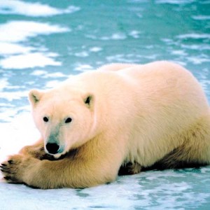 Save Polar Bears