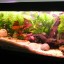 How to Start a Freshwater Aquarium the Right Way