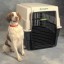 Pet and crate