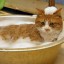 Give cat a bath