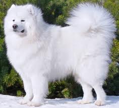 Samoyed Puppy