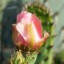 How to Grow Roses in the Desert