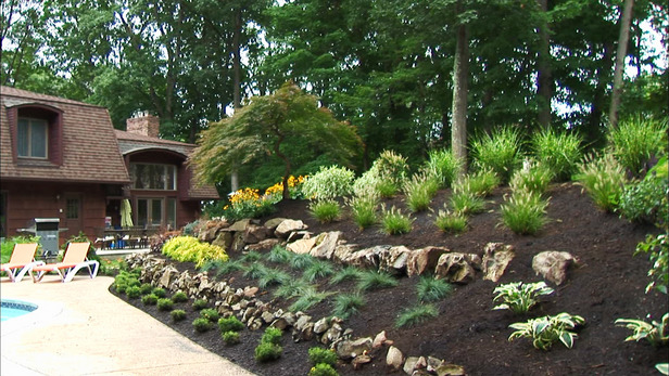 16 Plants Which Can Stop & Prevent Soil Erosion