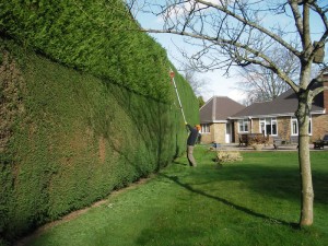 Plants for Privacy and Screening